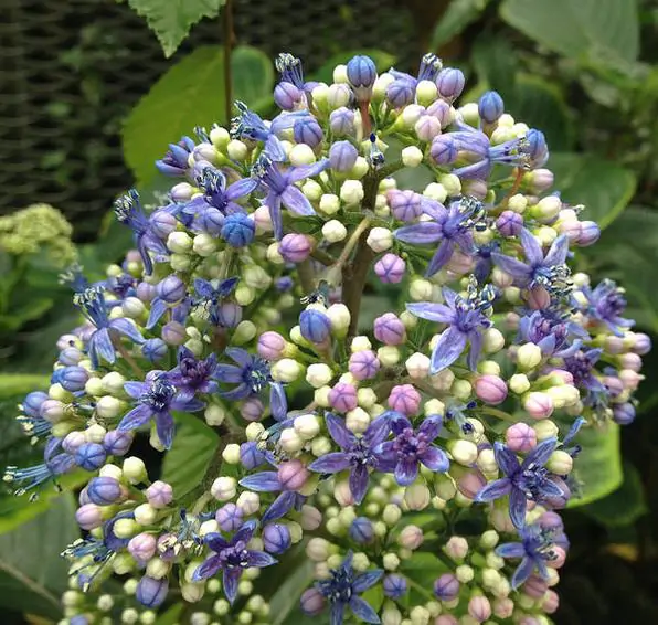 Dichroa febrifuga / Hydrangea febrifuga - Chinese Quinine, Blue Evergreen Hydrangea, Fever Flower, Anti-febrile Dichroa, Chang Shan - Image 5