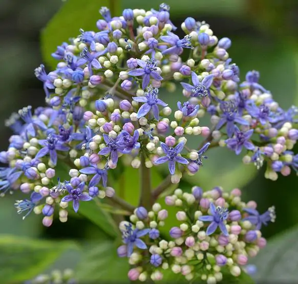 Dichroa febrifuga / Hydrangea febrifuga - Chinese Quinine, Blue Evergreen Hydrangea, Fever Flower, Anti-febrile Dichroa, Chang Shan - Image 6