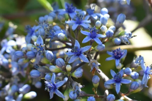 Dichroa febrifuga / Hydrangea febrifuga - Chinese Quinine, Blue Evergreen Hydrangea, Fever Flower, Anti-febrile Dichroa, Chang Shan - Image 14