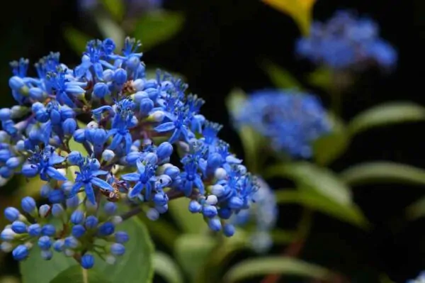 Dichroa febrifuga / Hydrangea febrifuga - Chinese Quinine, Blue Evergreen Hydrangea, Fever Flower, Anti-febrile Dichroa, Chang Shan - Image 20