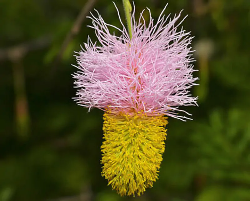Dichrostachys cinerea - kalahari christmas tree, chinese lantern tree