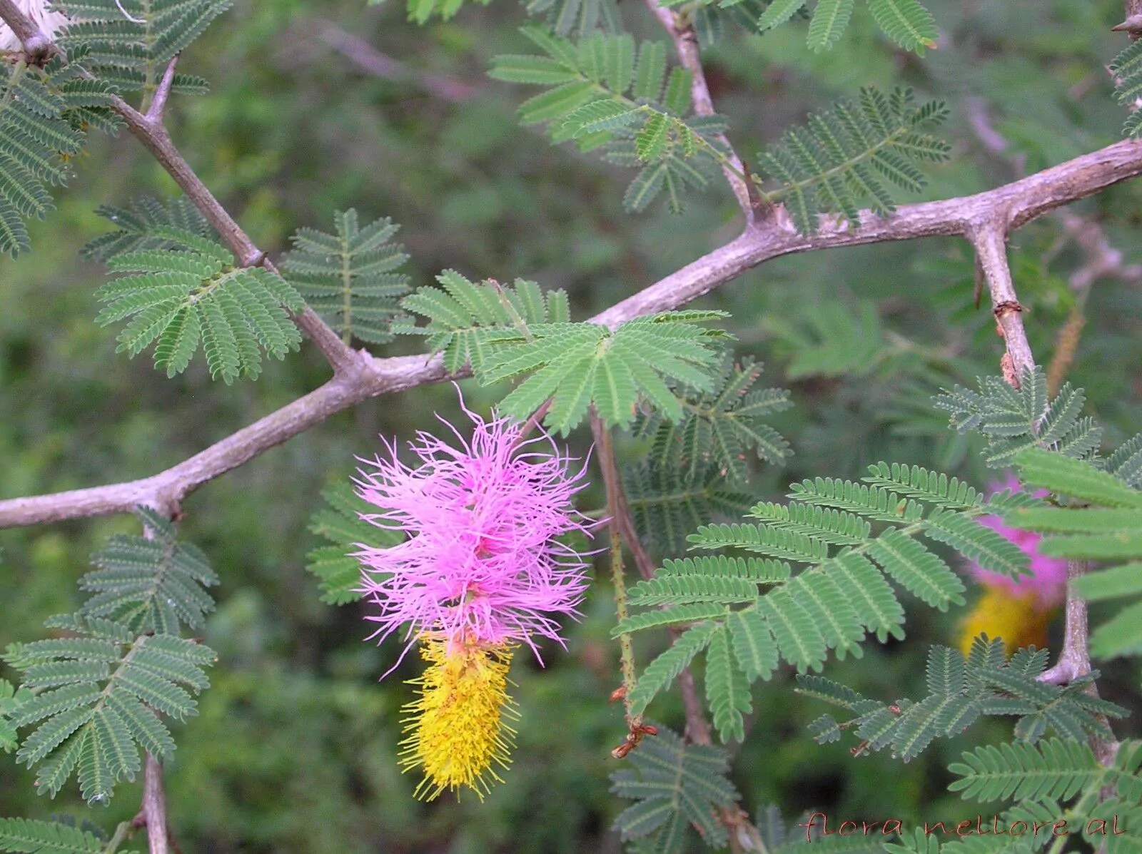 Dichrostachys cinerea - kalahari christmas tree, chinese lantern tree - Image 2