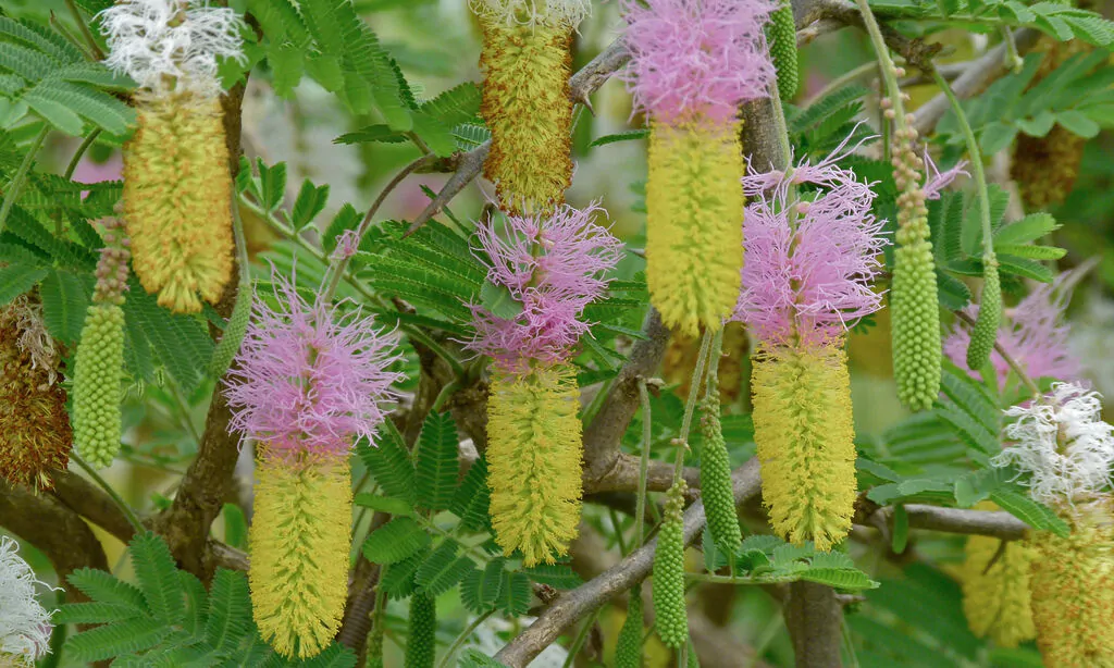 Dichrostachys cinerea - kalahari christmas tree, chinese lantern tree - Image 3