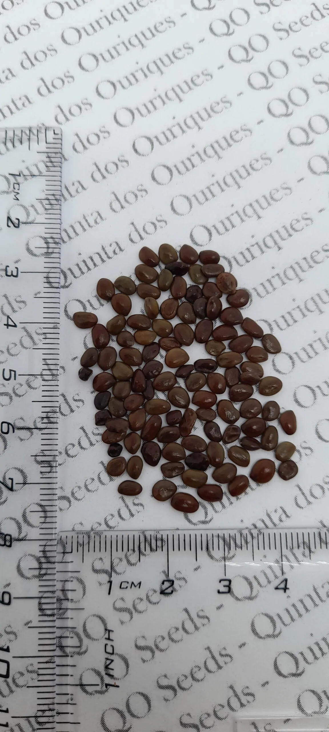 Dichrostachys cinerea - kalahari christmas tree, chinese lantern tree - Image 7