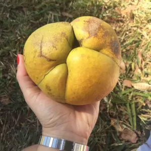 Dillenia indica - Elephant Apple, Chalta, Chulta, Dillenia, Fruta-Estrela, Hondapara, Indischer Rosenapfel, Karambel, Ukesla indyjska