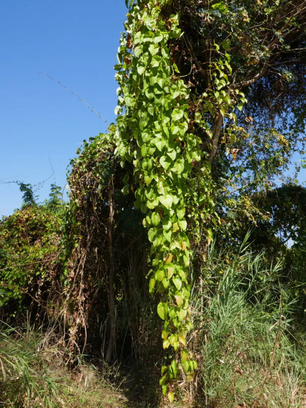 Dioscorea alata / Dioscorea rubella / Elephantodon eburnea - Purple yam, Ube, Greater Yam - Image 11