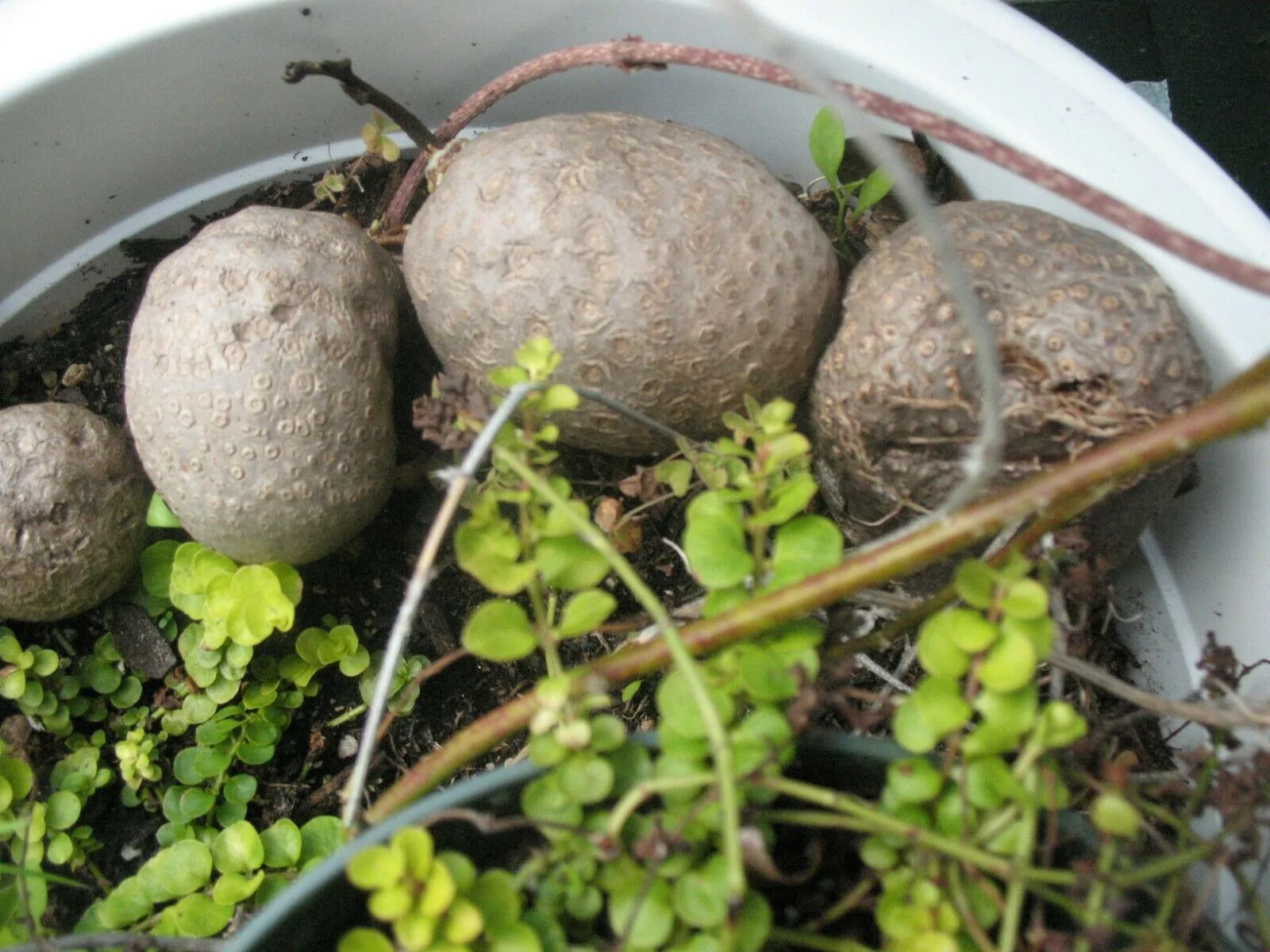 Dioscorea bulbifera - Air Potato, Air Yam, Bitter Yam, Potato Yam, Aerial Yam, Parsnip Yam