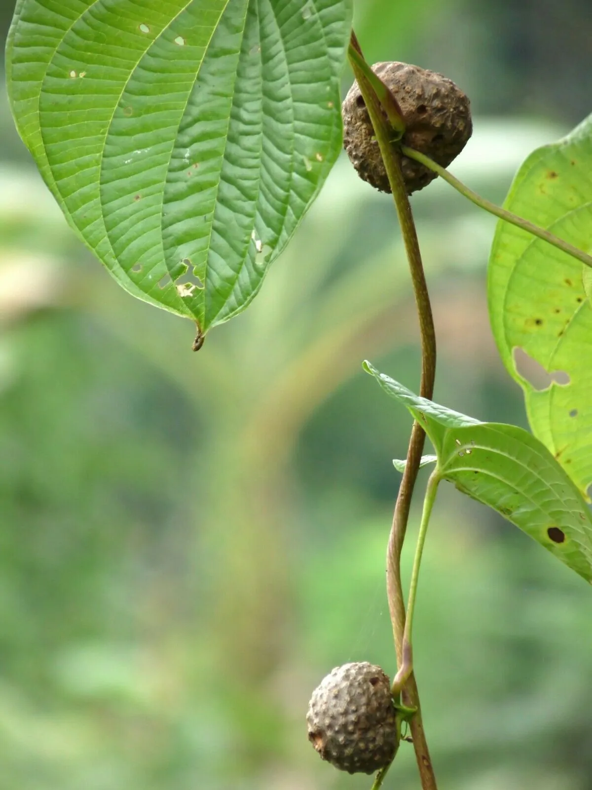 Dioscorea bulbifera - Air Potato, Air Yam, Bitter Yam, Potato Yam, Aerial Yam, Parsnip Yam - Image 2