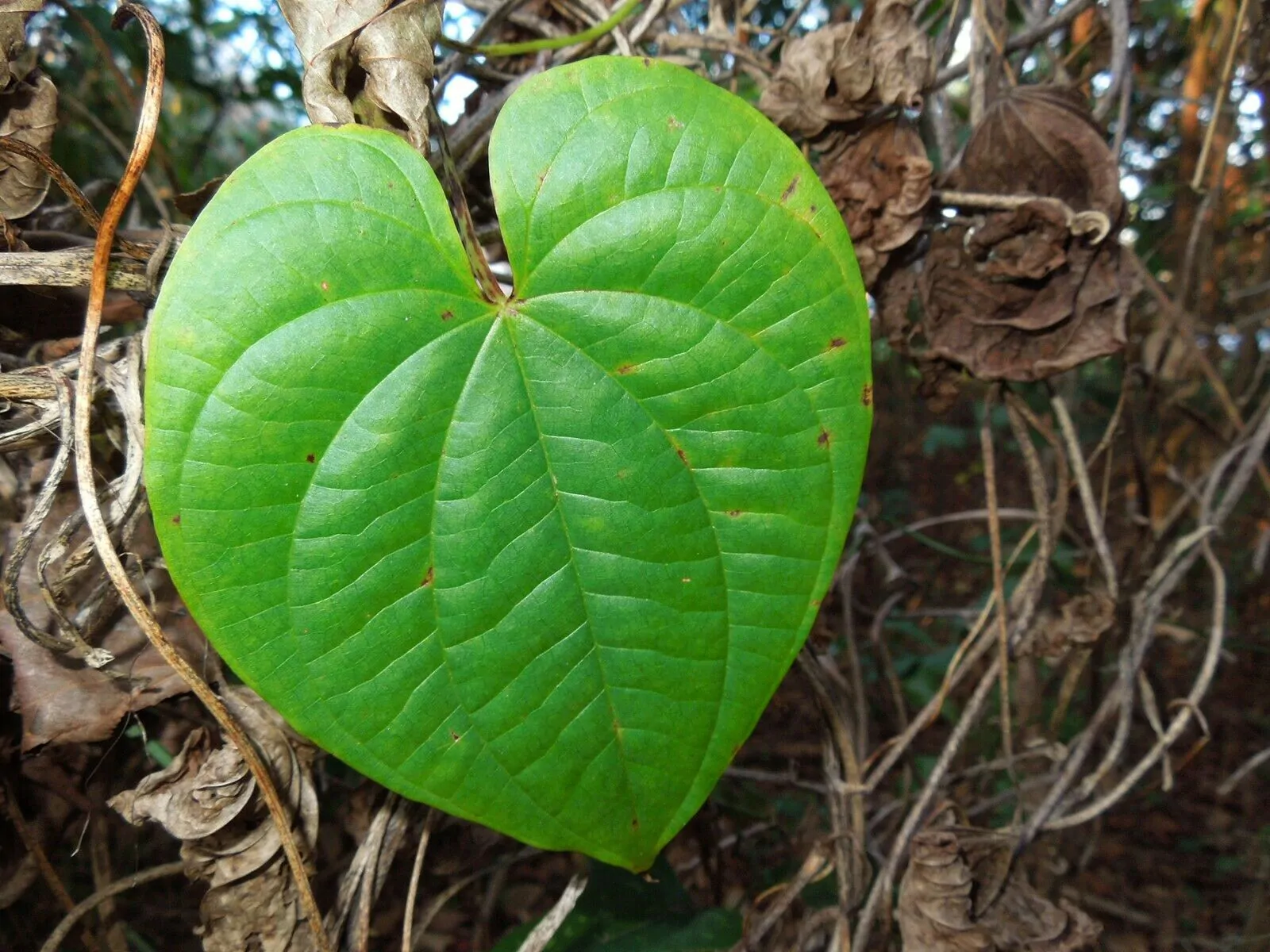Dioscorea bulbifera - Air Potato, Air Yam, Bitter Yam, Potato Yam, Aerial Yam, Parsnip Yam - Image 3