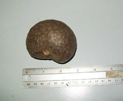 Dioscorea bulbifera - Air Potato, Air Yam, Bitter Yam, Potato Yam, Aerial Yam, Parsnip Yam - Image 4