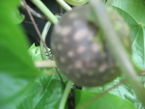 Dioscorea bulbifera - Air Potato, Air Yam, Bitter Yam, Potato Yam, Aerial Yam, Parsnip Yam - Image 5