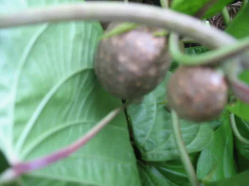 Dioscorea bulbifera - Air Potato, Air Yam, Bitter Yam, Potato Yam, Aerial Yam, Parsnip Yam - Image 6