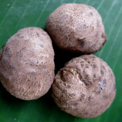Dioscorea bulbifera - Air Potato, Air Yam, Bitter Yam, Potato Yam, Aerial Yam, Parsnip Yam - Image 7