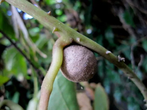 Dioscorea bulbifera - Air Potato, Air Yam, Bitter Yam, Potato Yam, Aerial Yam, Parsnip Yam - Image 8
