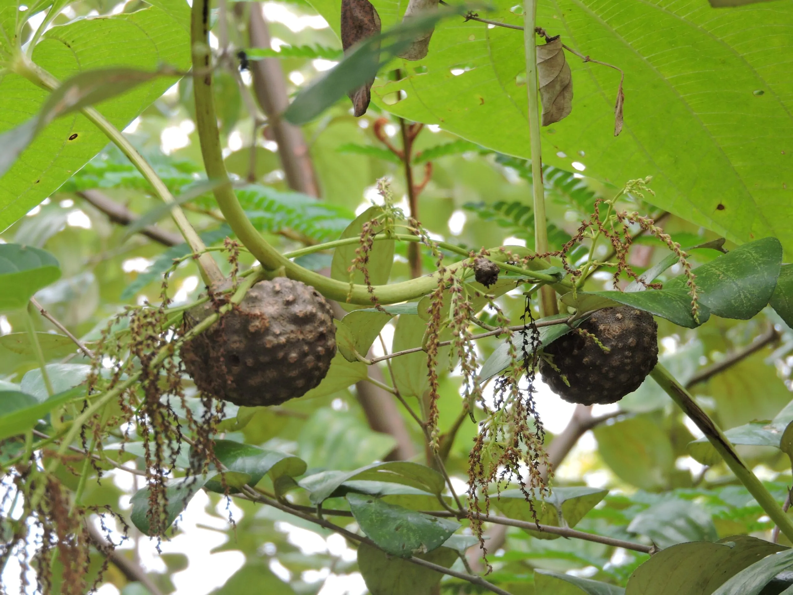 Dioscorea bulbifera - Air Potato, Air Yam, Bitter Yam, Potato Yam, Aerial Yam, Parsnip Yam - Image 9