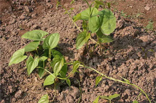 Dioscorea hamiltonii / Dioscorea persimilis / Dioscorea raishaensis - Mountain Yam - Image 2