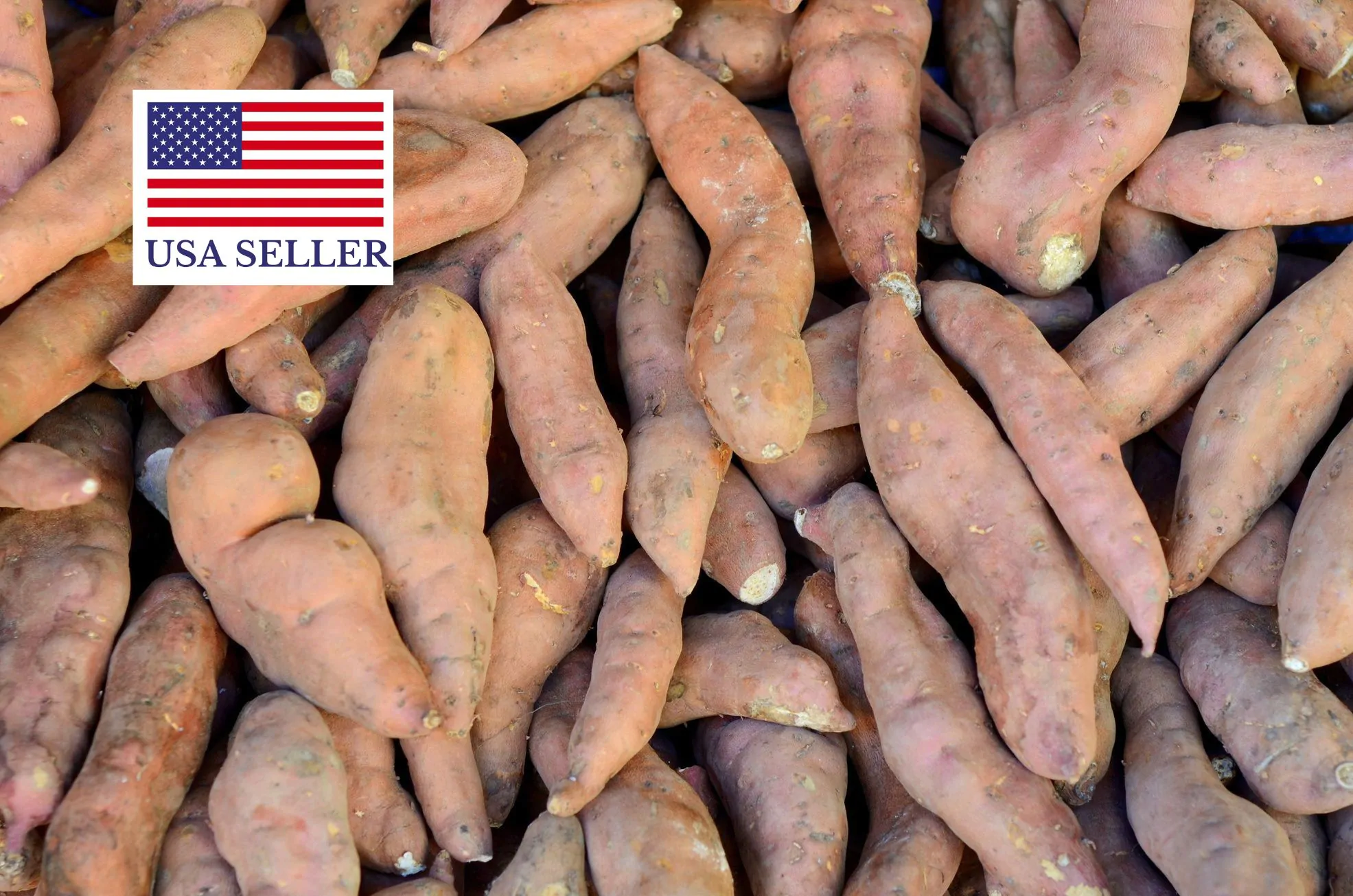 Dioscorea hamiltonii / Dioscorea persimilis / Dioscorea raishaensis - Mountain Yam - Image 8