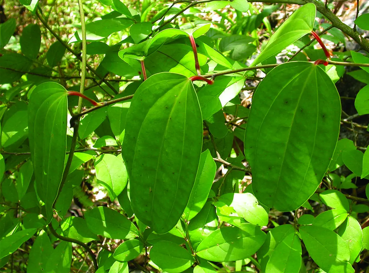 Dioscorea oppositifolia / Dioscorea opposita - Indian Yam, Chinese Yam - Image 5