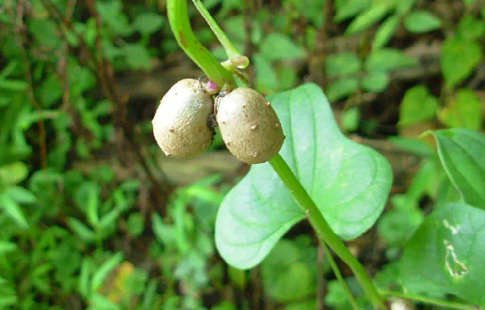 Dioscorea oppositifolia / Dioscorea opposita - Indian Yam, Chinese Yam