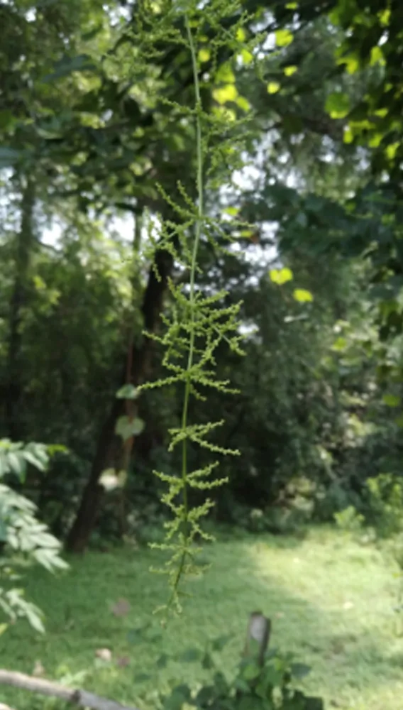Dioscorea oppositifolia / Dioscorea opposita - Indian Yam, Chinese Yam - Image 7