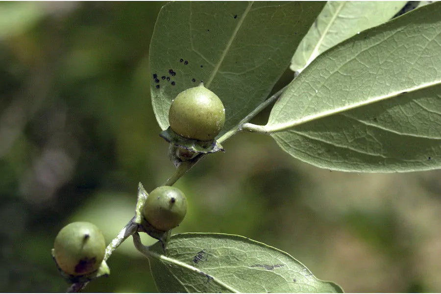 Diospyros ebenum - Ceylon Ebony, India Ebony Tree