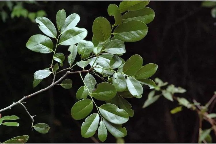 Diospyros ebenum - Ceylon Ebony, India Ebony Tree - Image 4