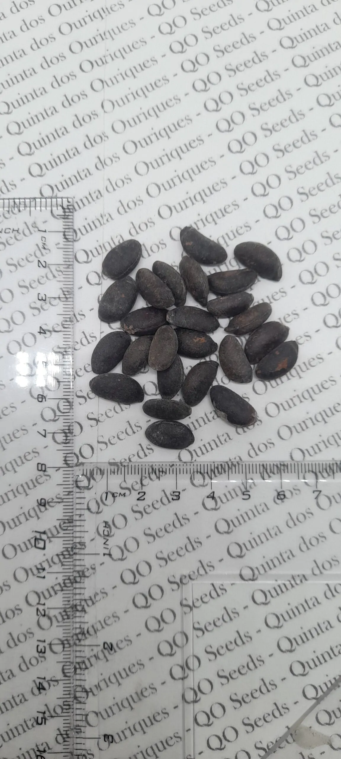 Diospyros ebenum - Ceylon Ebony, India Ebony Tree - Image 6