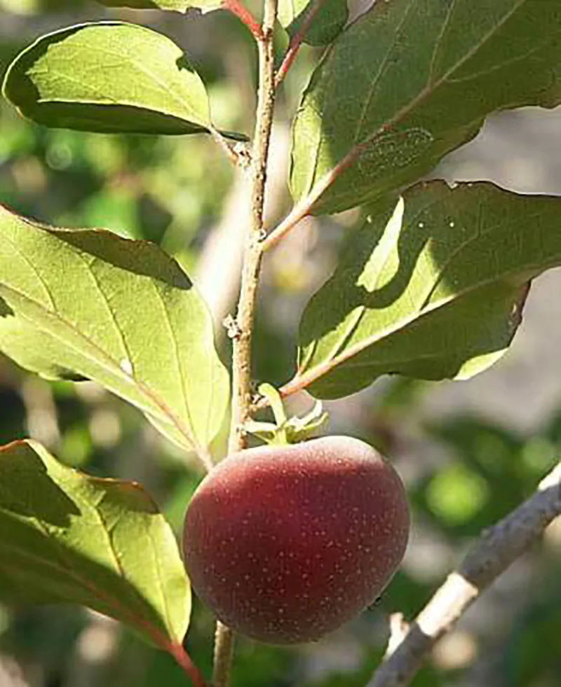 Dovyalis hebecarpa - Ceilon-ketembilla curry