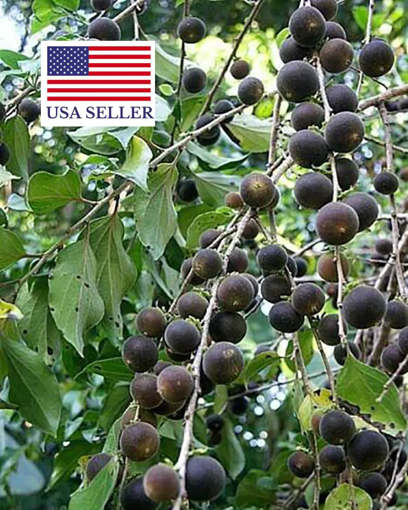 Dovyalis hebecarpa - Ceilon-ketembilla curry - Image 7