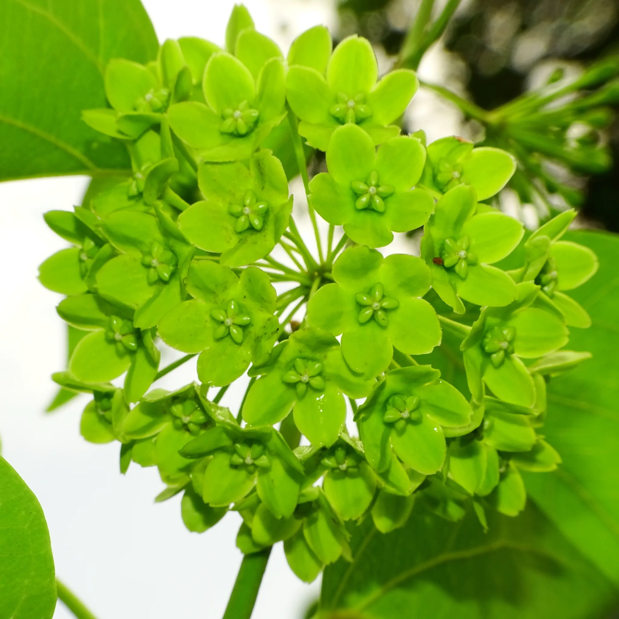 Dregea volubilis / Wattakaka volubilis - Sneeze Wort, Green Wax Flower, Jukti - Image 2