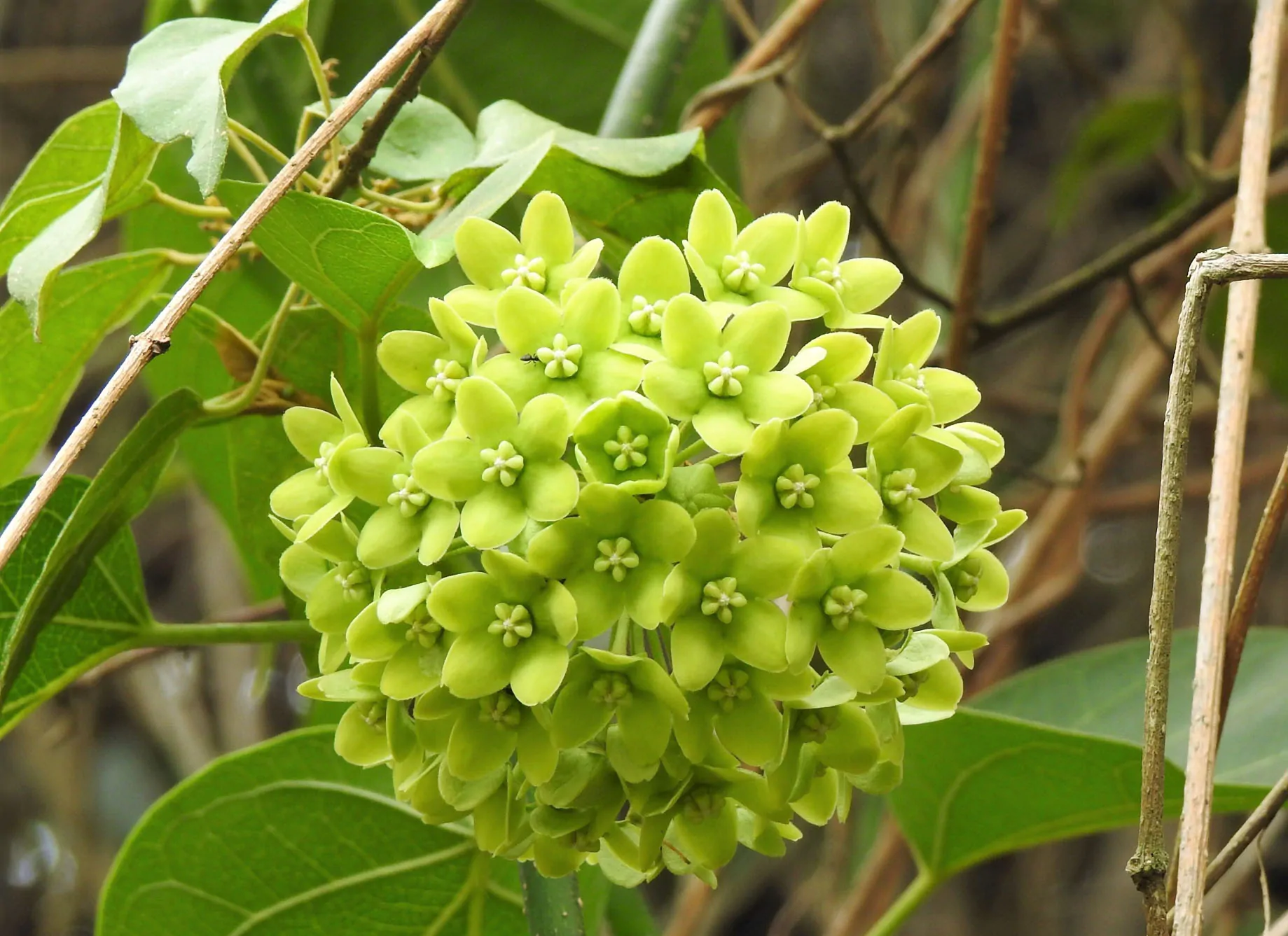Dregea volubilis / Wattakaka volubilis - Sneeze Wort, Green Wax Flower, Jukti - Image 4