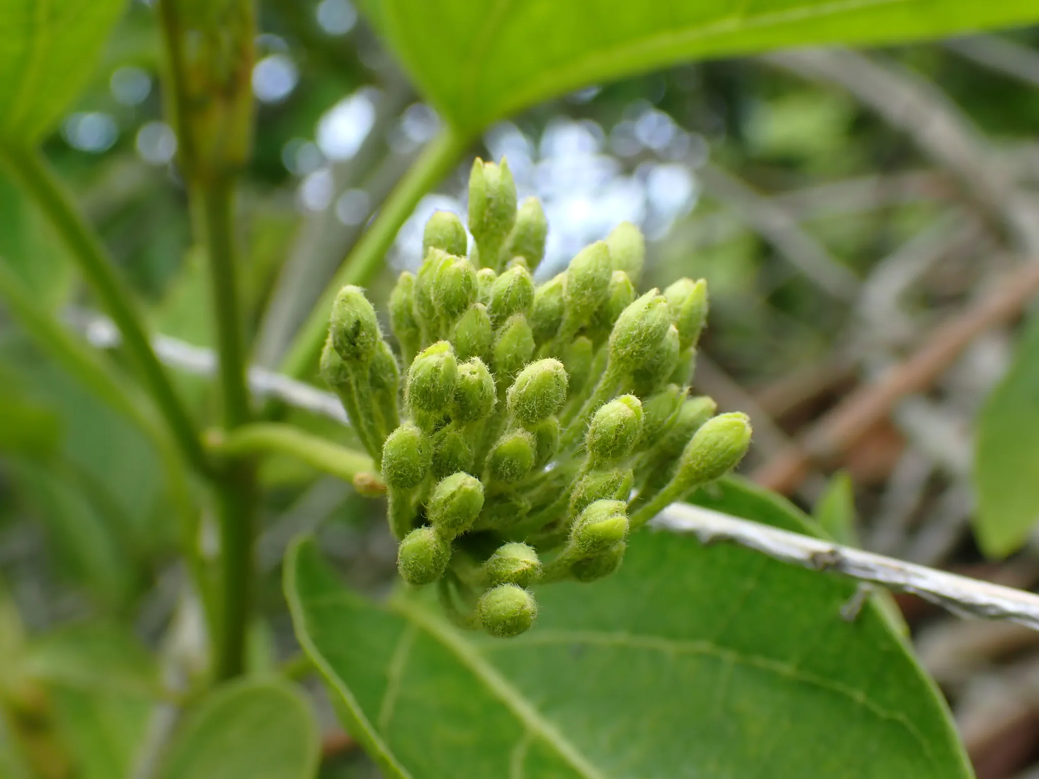 Dregea volubilis / Wattakaka volubilis - Sneeze Wort, Green Wax Flower, Jukti - Image 5
