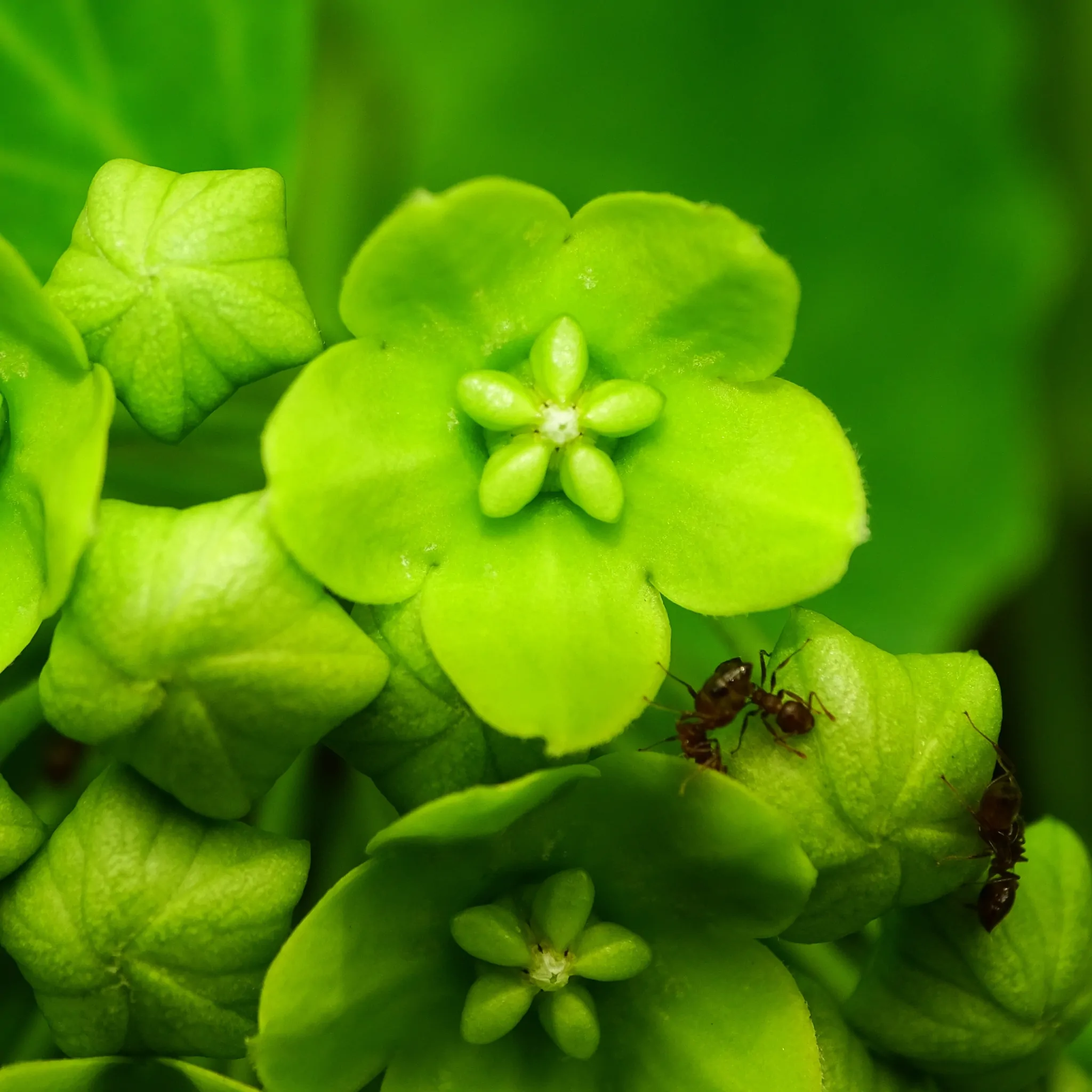 Dregea volubilis / Wattakaka volubilis - Sneeze Wort, Green Wax Flower, Jukti - Image 6