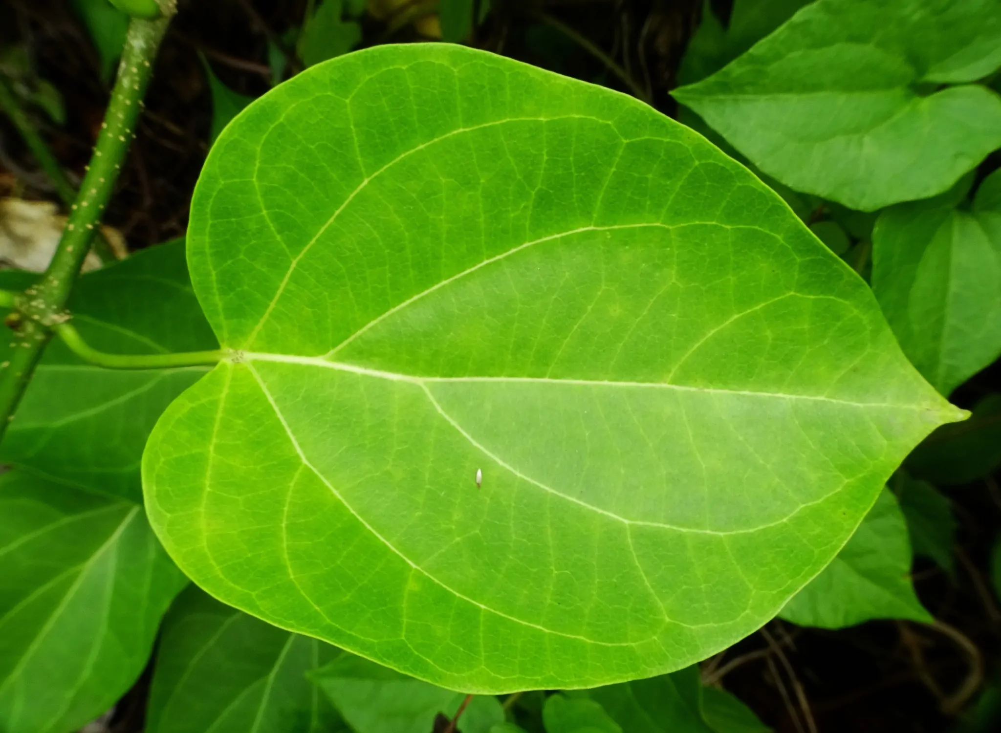 Dregea volubilis / Wattakaka volubilis - Sneeze Wort, Green Wax Flower, Jukti - Image 7