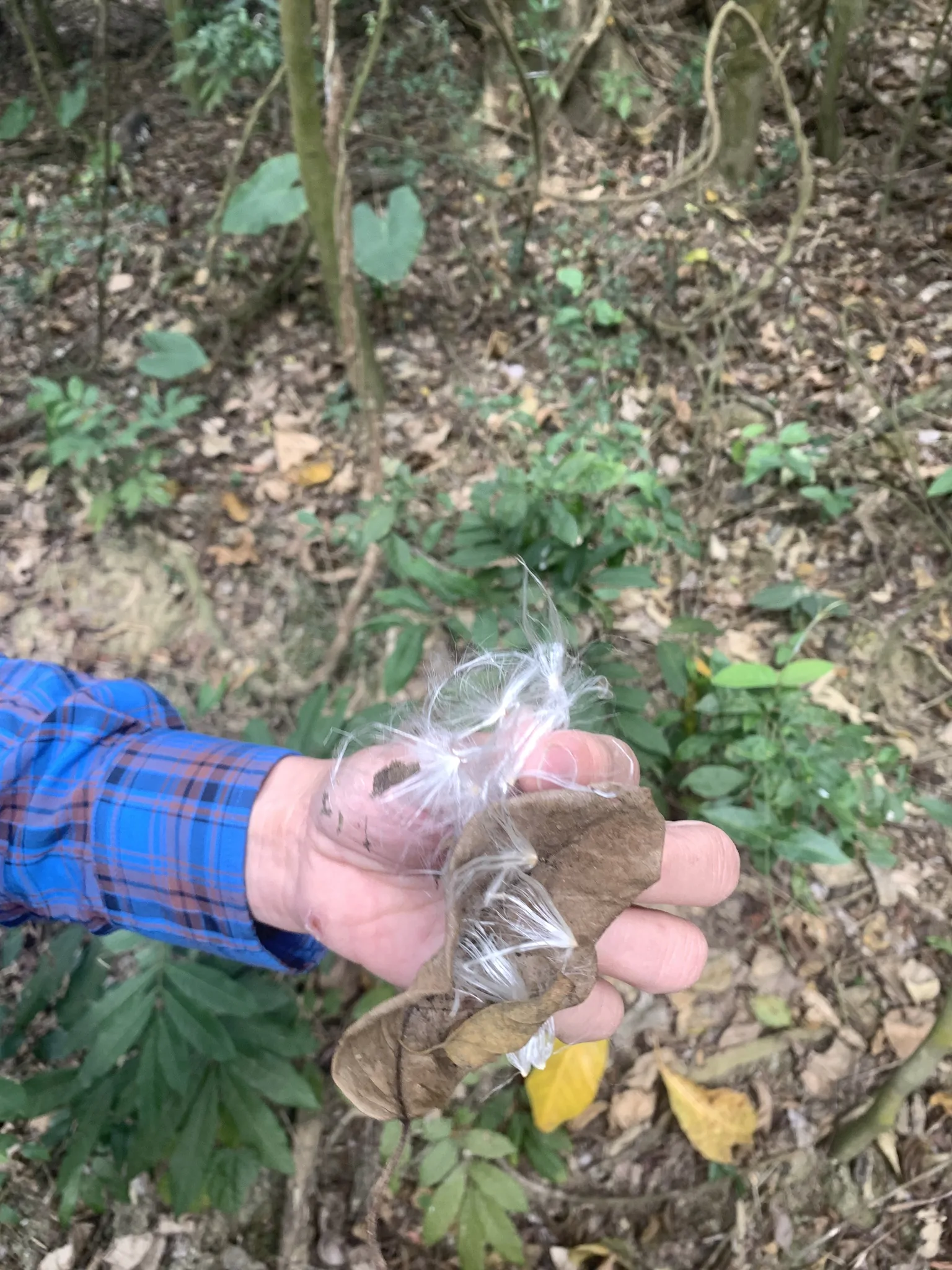 Dregea volubilis / Wattakaka volubilis - Sneeze Wort, Green Wax Flower, Jukti - Image 8