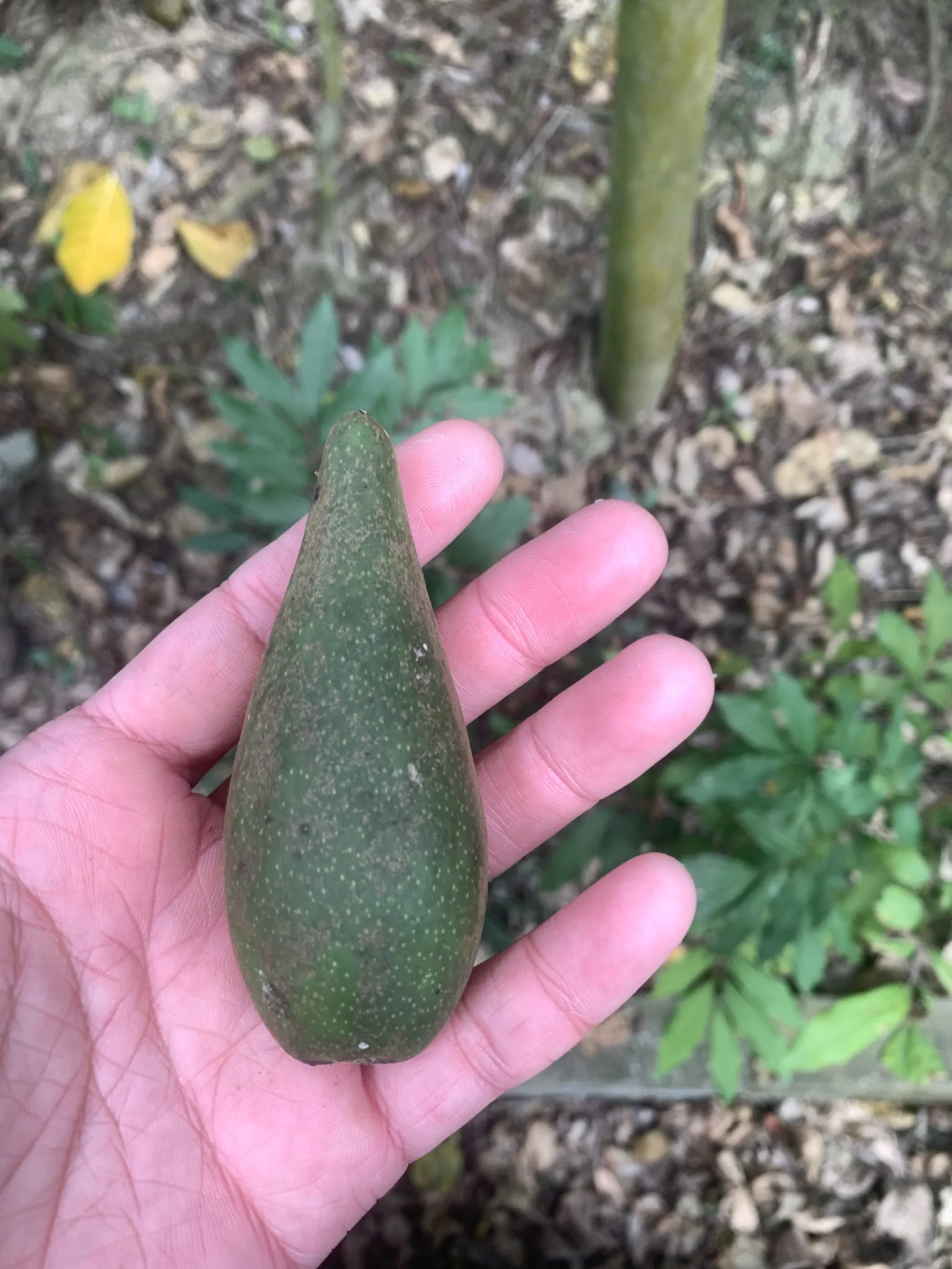 Dregea volubilis / Wattakaka volubilis - Sneeze Wort, Green Wax Flower, Jukti - Image 9