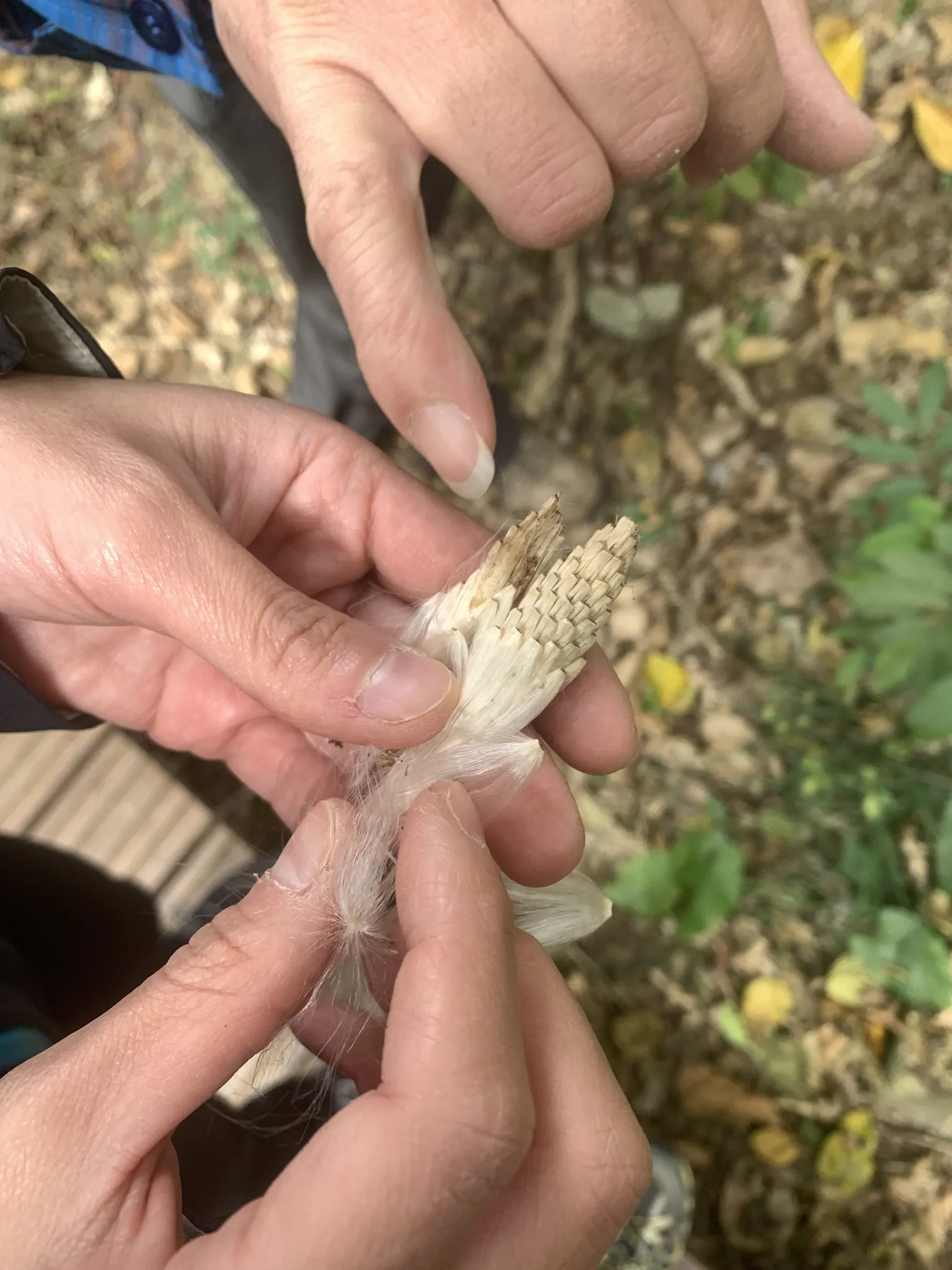 Dregea volubilis / Wattakaka volubilis - Sneeze Wort, Green Wax Flower, Jukti - Image 10