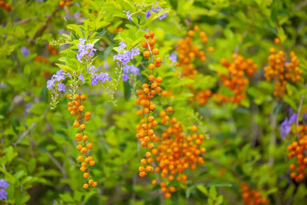 Duranta erecta - Golden Dewdrop - Image 6