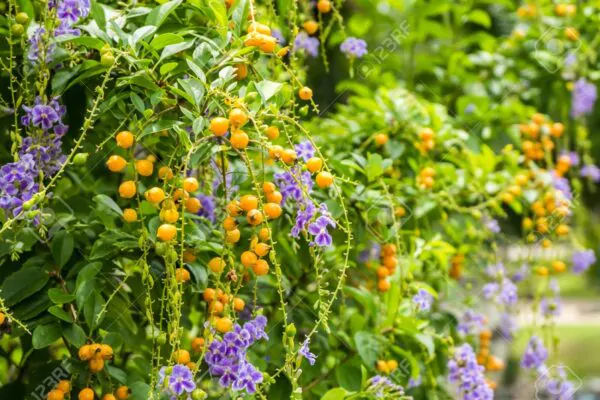 Duranta erecta - Golden Dewdrop - Image 7