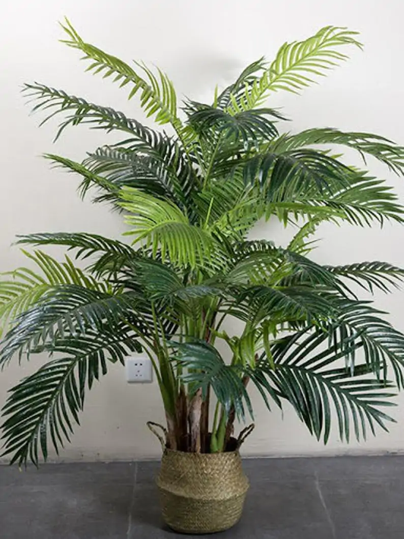 Dypsis lutescens - Golden Cane Palm, Areca Palm - Image 2
