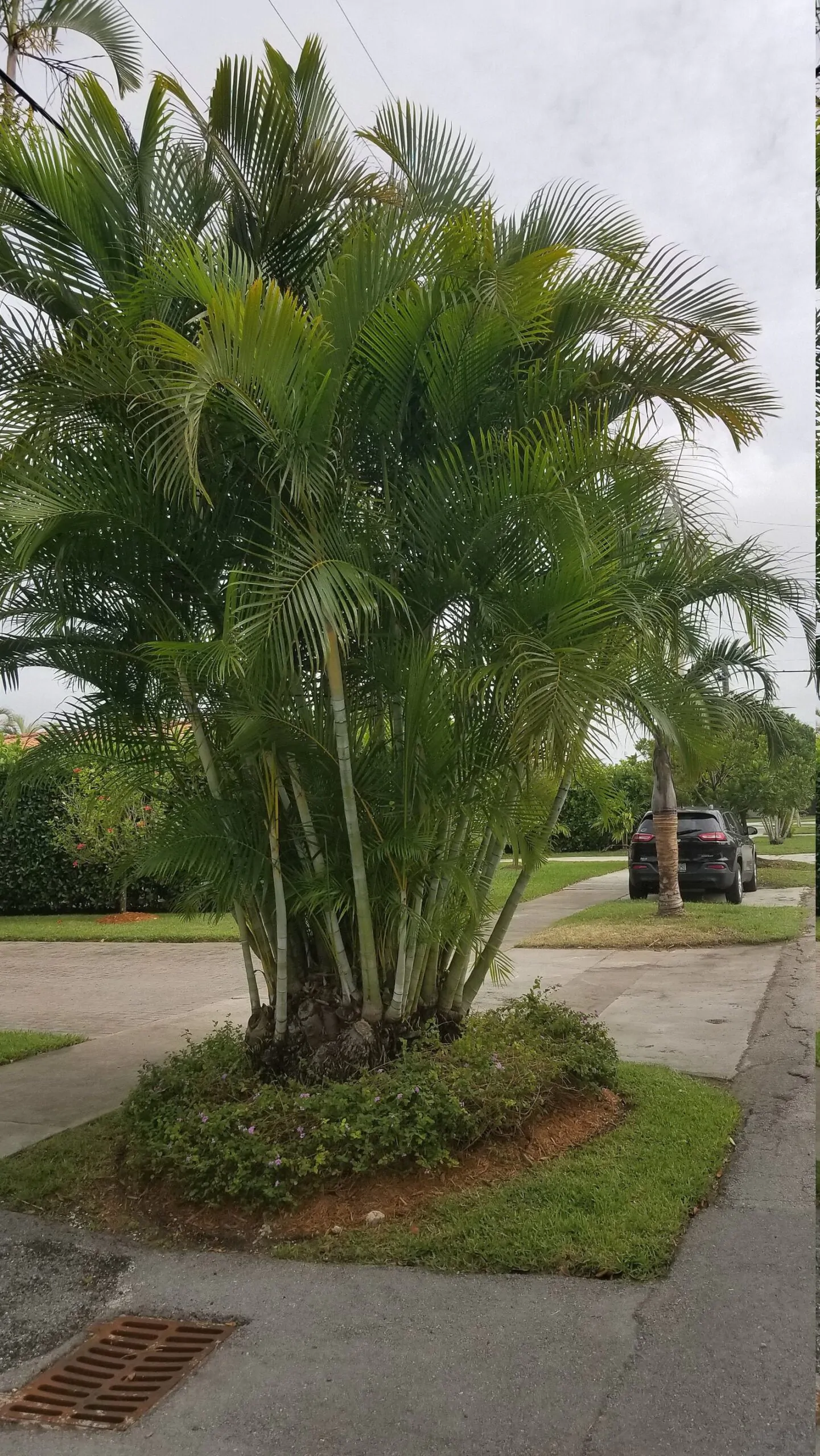 Dypsis lutescens - Golden Cane Palm, Areca Palm - Image 4