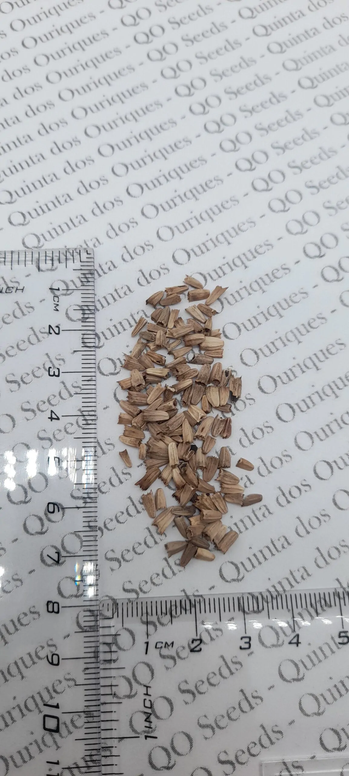 Echinacea purpurea - Echinacea, Equinácea, Equinacia, Cone Flower, Rudbeckia - Image 2