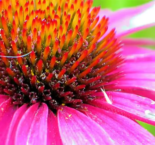 Echinacea purpurea - Echinacea, Equinácea, Equinacia, Cone Flower, Rudbeckia - Image 3