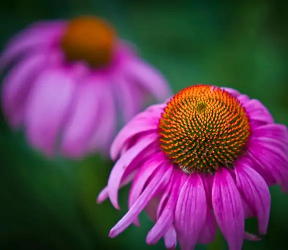 Echinacea purpurea - Echinacea, Equinácea, Equinacia, Cone Flower, Rudbeckia - Image 5