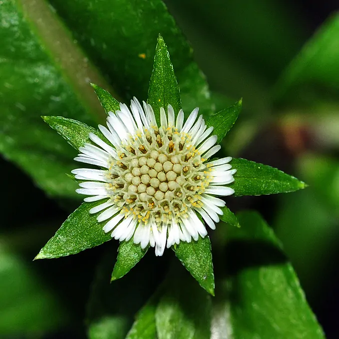 Eclipta prostrata - Eclipta, False Daisy, Ink Plant, Mayweed, Pie Plant, Poison Daisy, Stinking Chamomile, Yerba-de-tajo, Zarzaparrilla