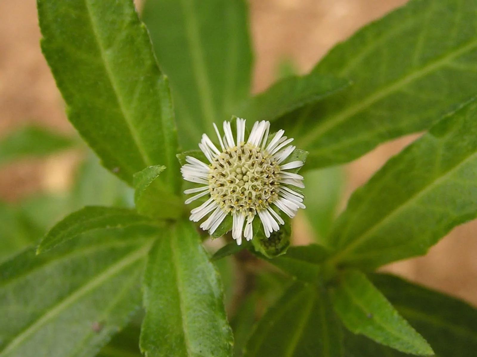 Eclipta prostrata - Eclipta, False Daisy, Ink Plant, Mayweed, Pie Plant, Poison Daisy, Stinking Chamomile, Yerba-de-tajo, Zarzaparrilla - Image 2
