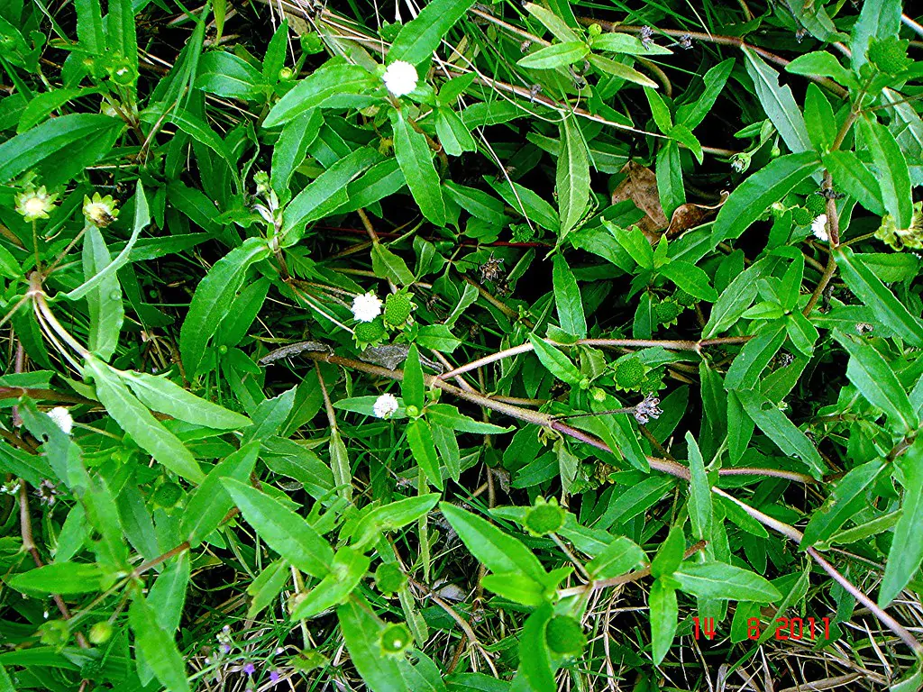 Eclipta prostrata - Eclipta, False Daisy, Ink Plant, Mayweed, Pie Plant, Poison Daisy, Stinking Chamomile, Yerba-de-tajo, Zarzaparrilla - Image 3