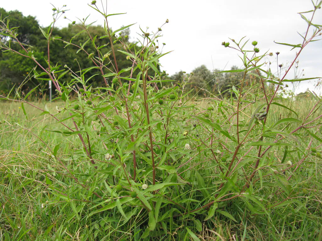 Eclipta prostrata - Eclipta, False Daisy, Ink Plant, Mayweed, Pie Plant, Poison Daisy, Stinking Chamomile, Yerba-de-tajo, Zarzaparrilla - Image 4