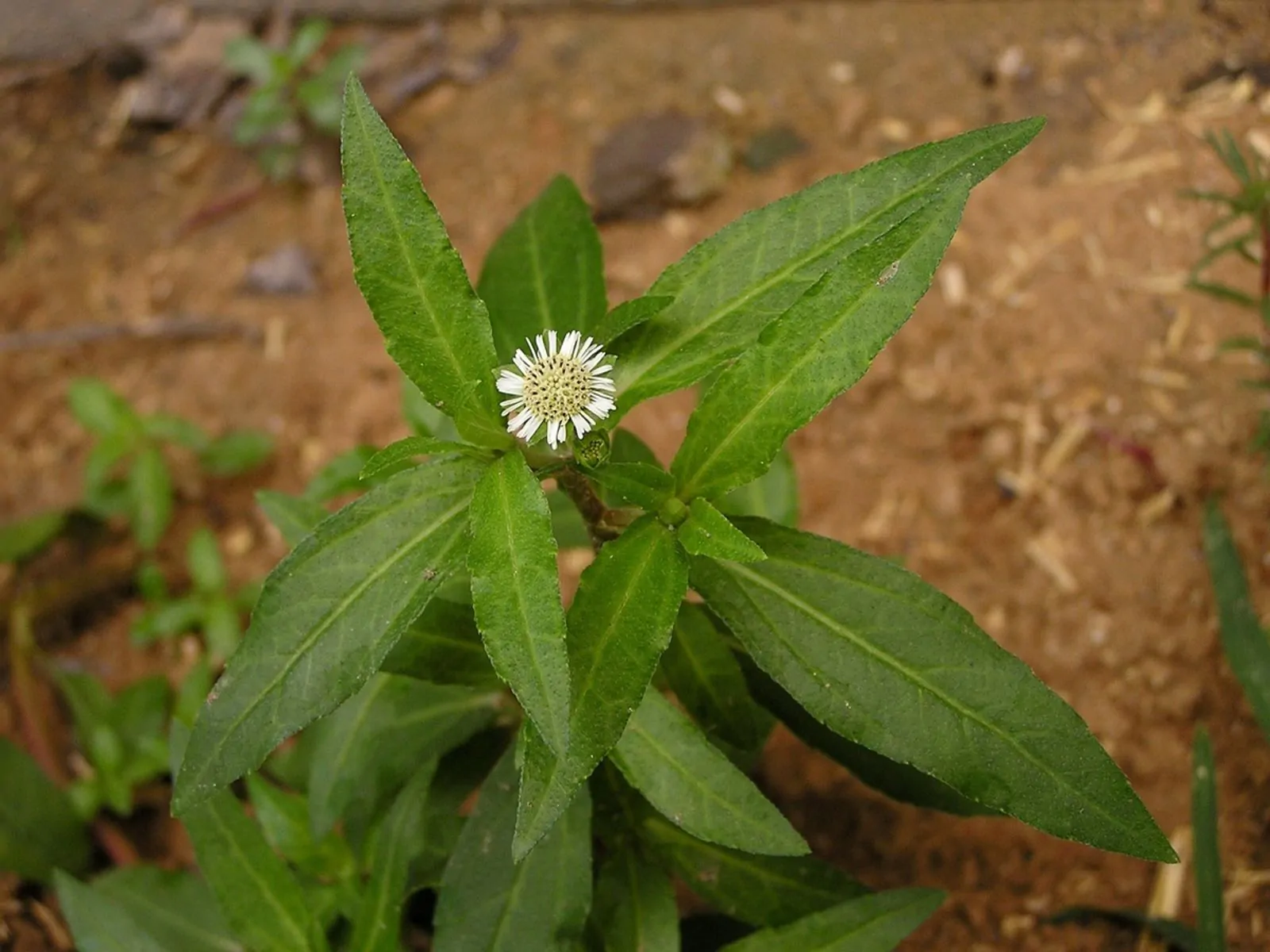 Eclipta prostrata - Eclipta, False Daisy, Ink Plant, Mayweed, Pie Plant, Poison Daisy, Stinking Chamomile, Yerba-de-tajo, Zarzaparrilla - Image 5