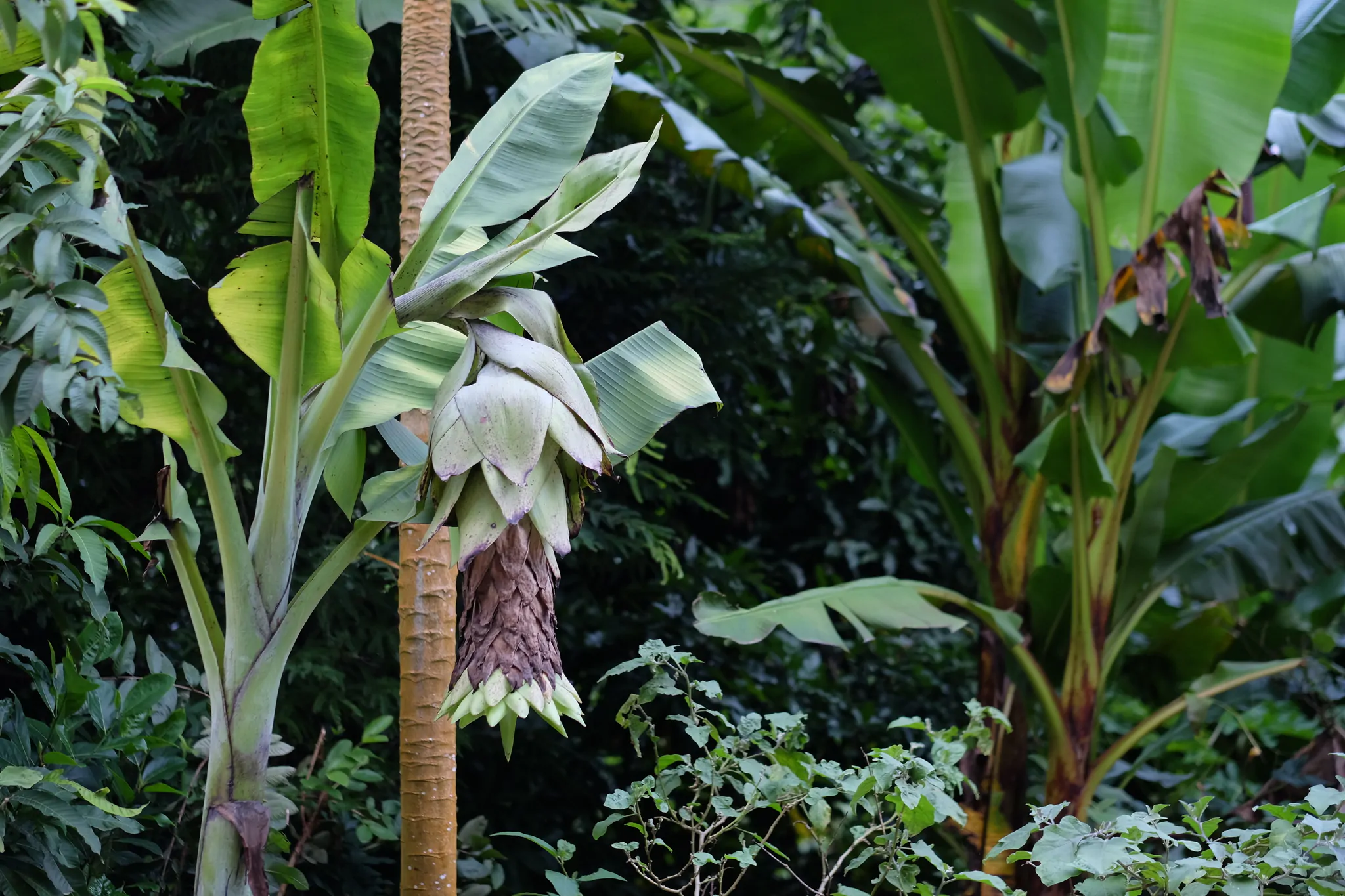 Ensete glaucum - Snow Banana, Blue Banana, Wild Banana